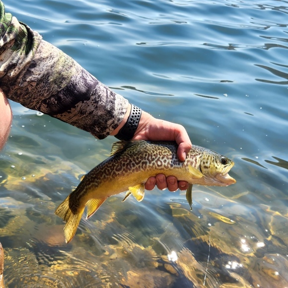 Meet your Posher, Morgan - Picture 1 of 1